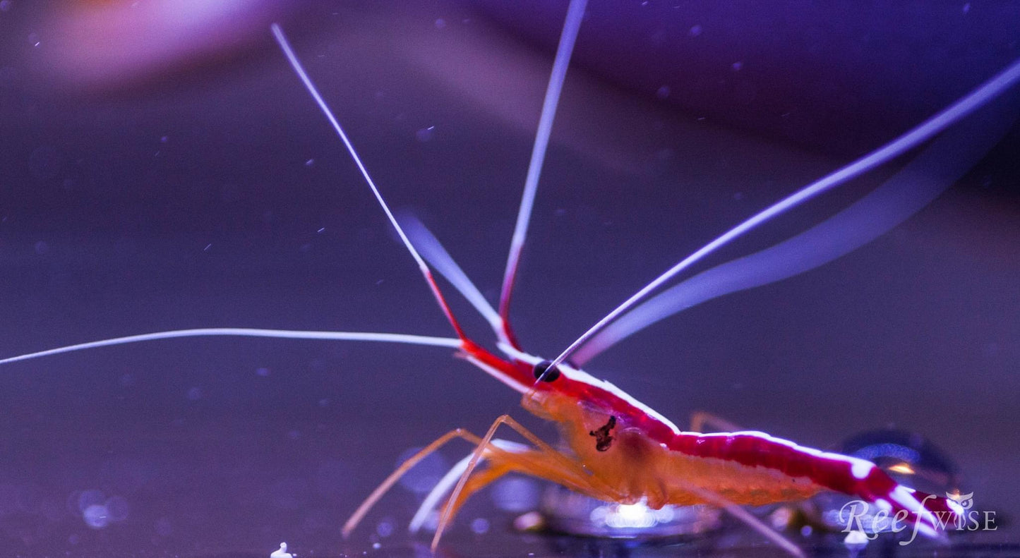 Cleaner Shrimp