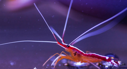 Cleaner Shrimp