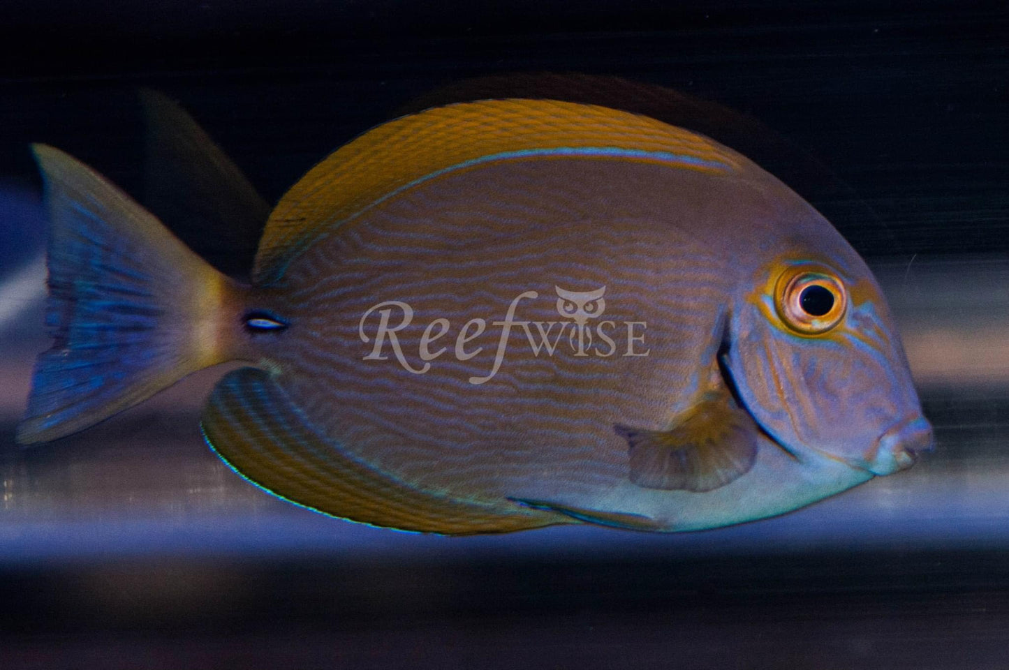 Yellow Fin Tang