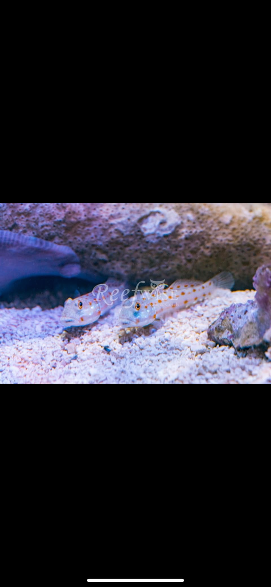 Diamond Goby